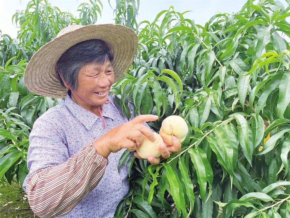 水蜜桃排行_中国最有名的好吃水蜜桃排名(2)