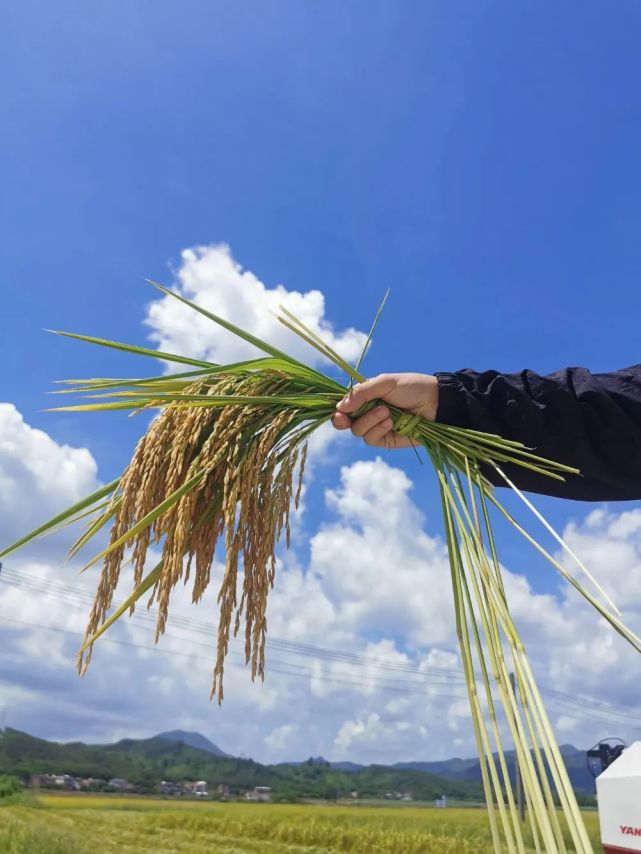 39萬畝,除常規品種外,還大力推廣美香佔2號,粵禾絲苗,恆豐優鬱香,野香