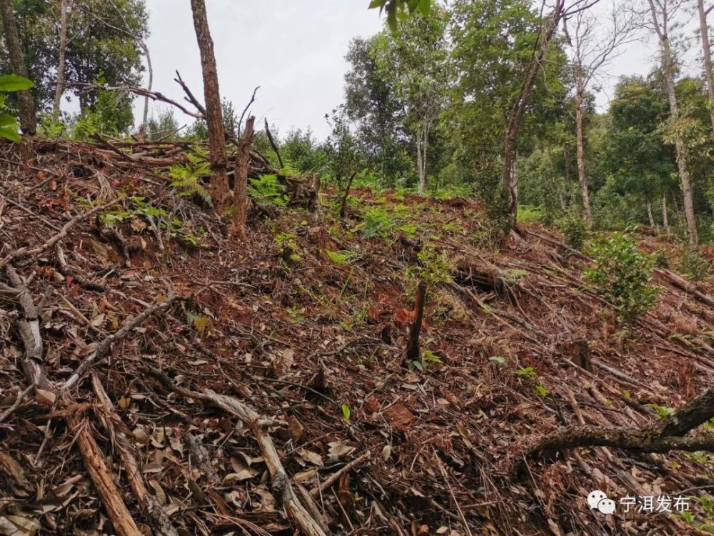 非法毁林种茶宁洱3名村民被判处拘役并处罚金