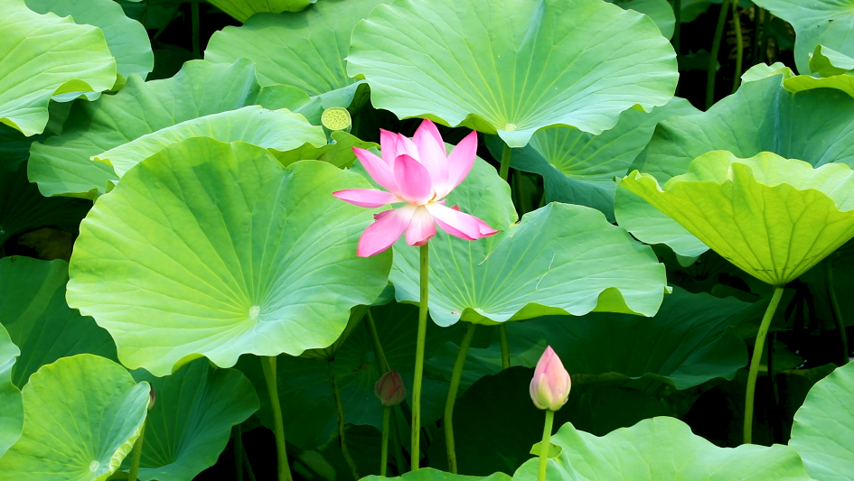 天津西青最美村庄 荷花绽放美在当 夏 腾讯新闻