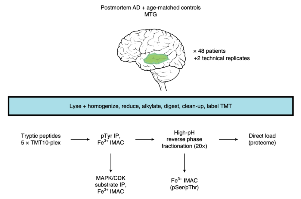 自然 子刊 揭示了ad病的异常磷酸化蛋白网络 有望成为治疗的新靶点 全网搜
