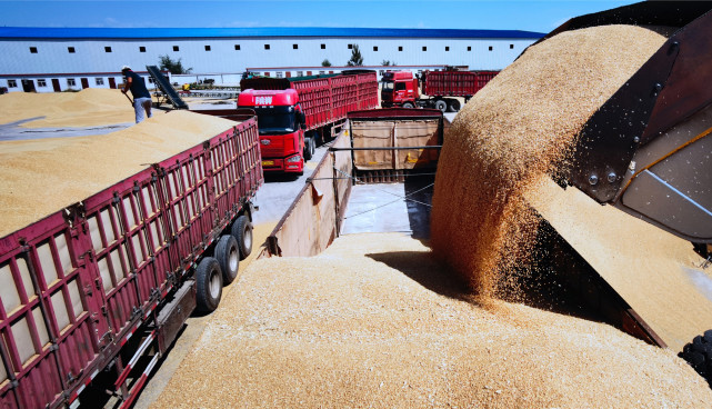 融媒大连线丨金麦飘香夏收忙颗粒粮归稳当当