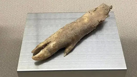 汉代野猪蹄千年不腐也许是一场突发战争让它穿越时空