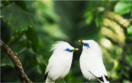 心理测试选择你最喜欢的一对精灵鸟测你近期有什么好运降临