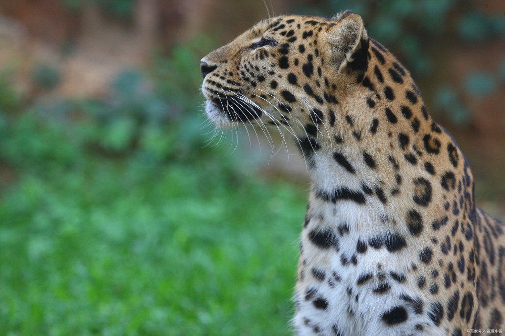 民间故事:男子进山掉深坑,一花豹现:答应我一个条件,救你上来_腾讯新