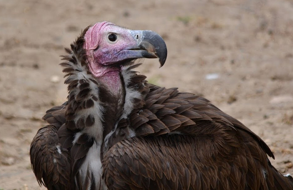我的世界未来更新新生物秃鹫能否成为mc新的飞行坐骑