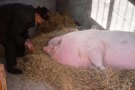 浙江泰顺猪王体重1100公斤多次死里逃生寿终正寝