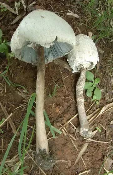 狗狗也中毒!吃菌需谨慎,这份指南请速速查收