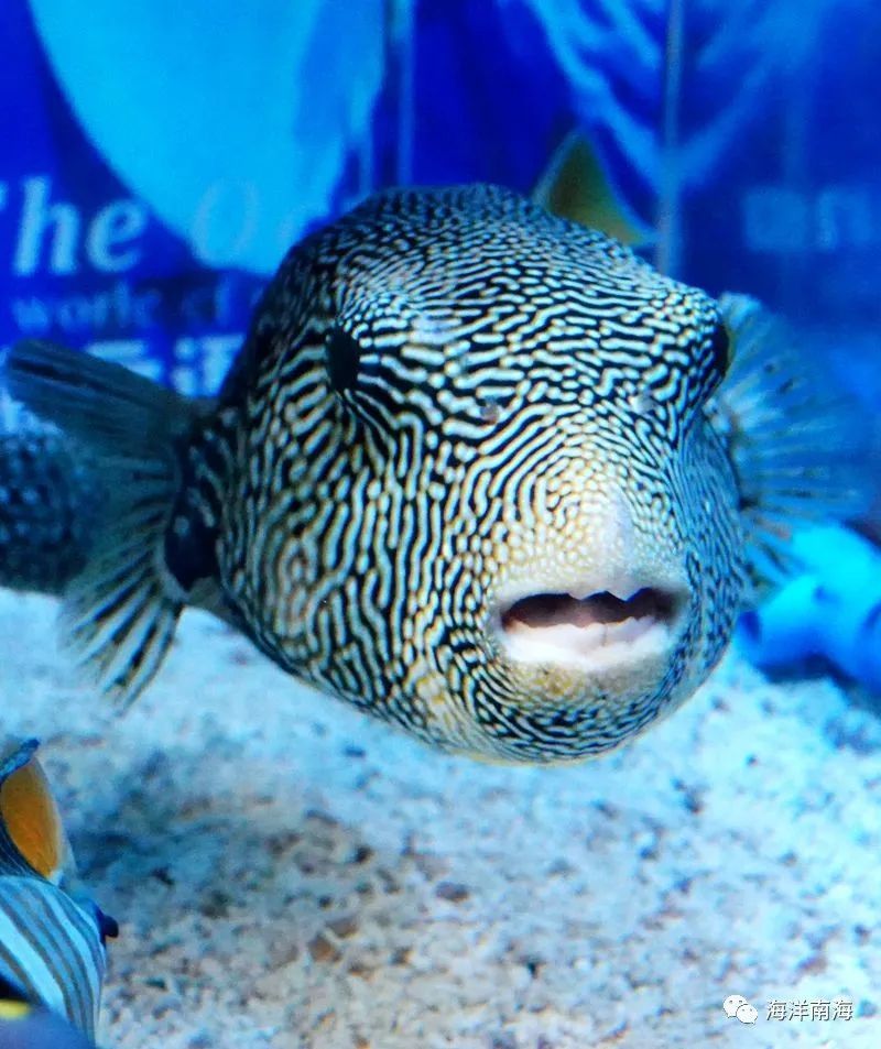 地图鲀通常能和其他鱼友好相处,甚至是其他鲀鱼;但饥饿时地图鲀也会