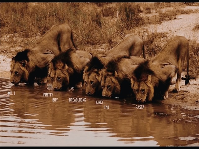 坏男孩联盟狮王之王恩格拉拉里克|恩格拉拉里克|狮王