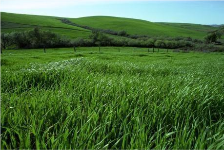 心理测试哪一片草地你最想躺下休息测你老了之后有怎样的生活