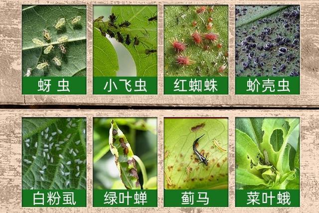 养绿植必备的花药有哪些?新手朋友可以看一看