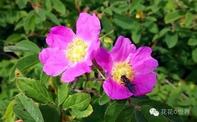 大兴安岭的野蔷薇花 腾讯新闻