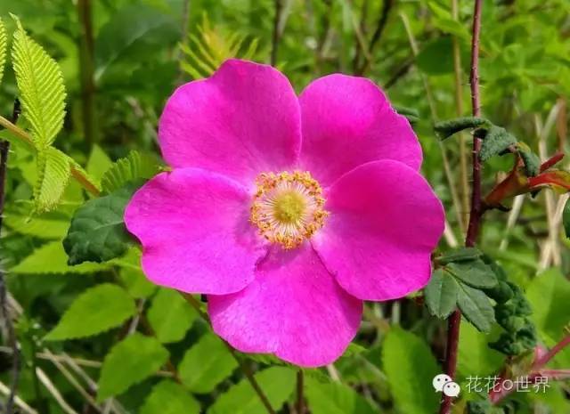 大兴安岭的野蔷薇花 腾讯新闻