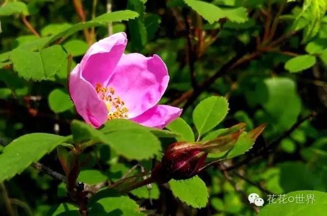 大兴安岭的野蔷薇花 腾讯新闻