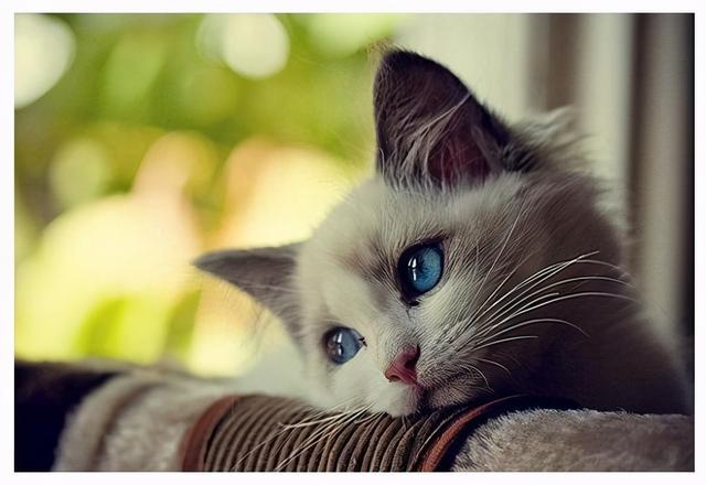 自从养了猫,我就得了这些"病"!