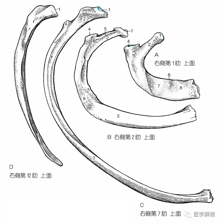 肋角 腾讯网