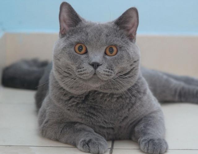 为什么很多人都很喜欢养英短蓝猫你知道它们的优点有哪些吗