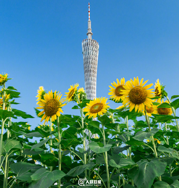 向日葵和廣州塔同框廣州多處花海迎來顏值巔峰期