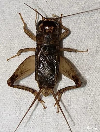 蟋蟀鉴赏5路重夹绍兴土虫