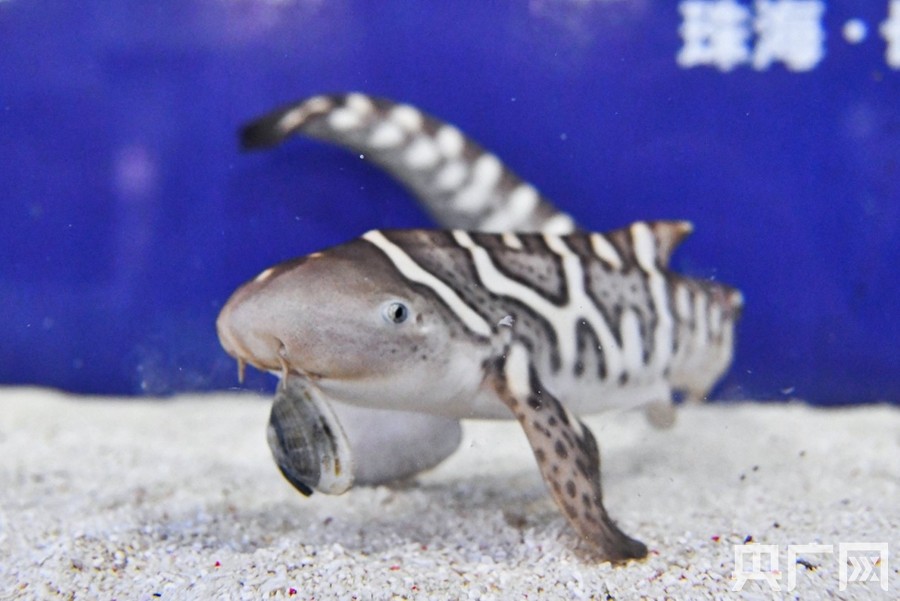 广东三尾新生豹纹鲨宝宝正式亮相多图围观它们的养膘生活