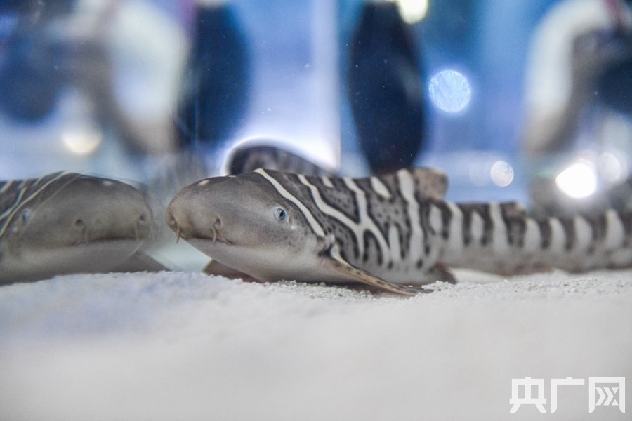 广东三尾新生豹纹鲨宝宝正式亮相 多图围观它们的"养膘"生活_腾讯新闻