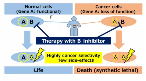 肿瘤靶向药物治疗合成致死疗法能否再下一城