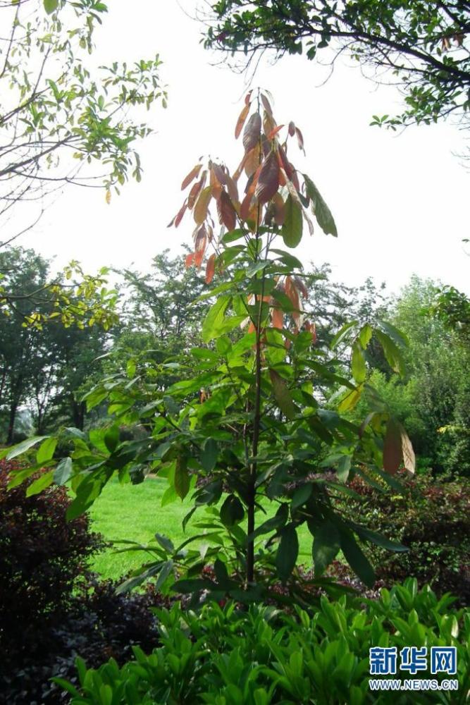 极度濒危植物西畴青冈迁地昆明植物园13年首次结实
