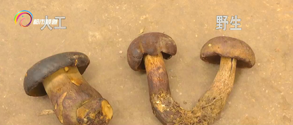 野生黑牛肝和人工黑牛肝如何区分?来学一学