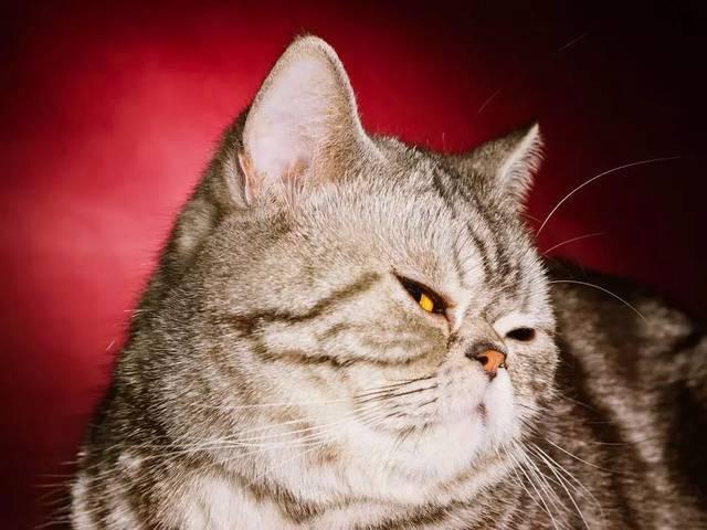 猫咪讨厌你,会有这些行为,真的藏不住