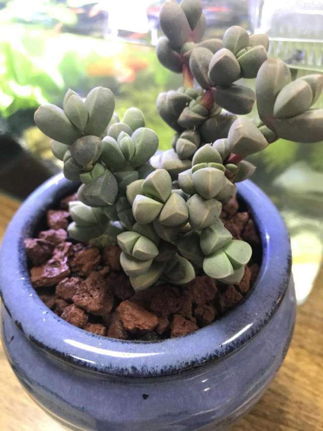 这3个星座七月 桃花旺 月老亲自牵红线 可能再续前缘 腾讯新闻