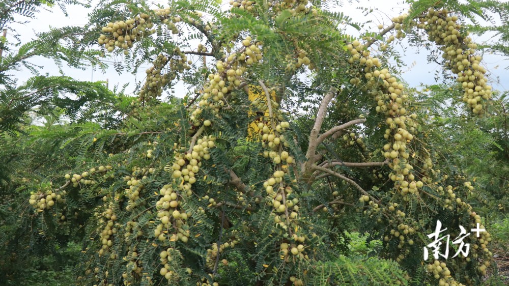 受访者供图作为油柑主要产地之一的汕尾,油柑种植规模庞大.