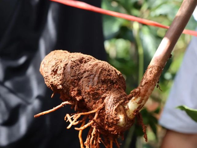 昆明第一家滇重樓種植示範基地在嵩明掛牌