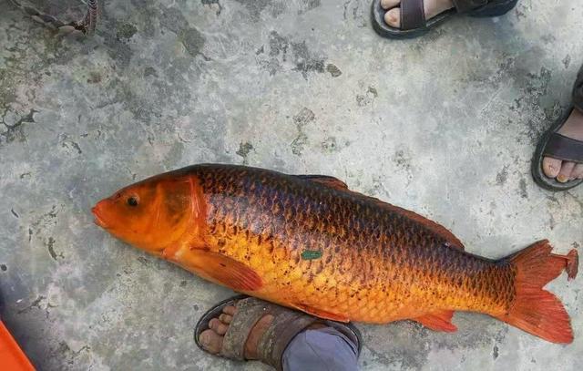 贵州男子钓起18斤红鲤鱼,红里透黑,村里老人:可别吃