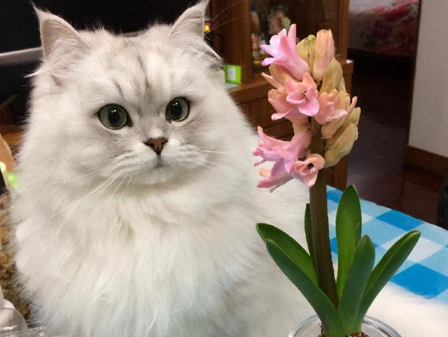 人气猫咪大排行:最受人欢迎的5种猫,第一名在国内最常见!