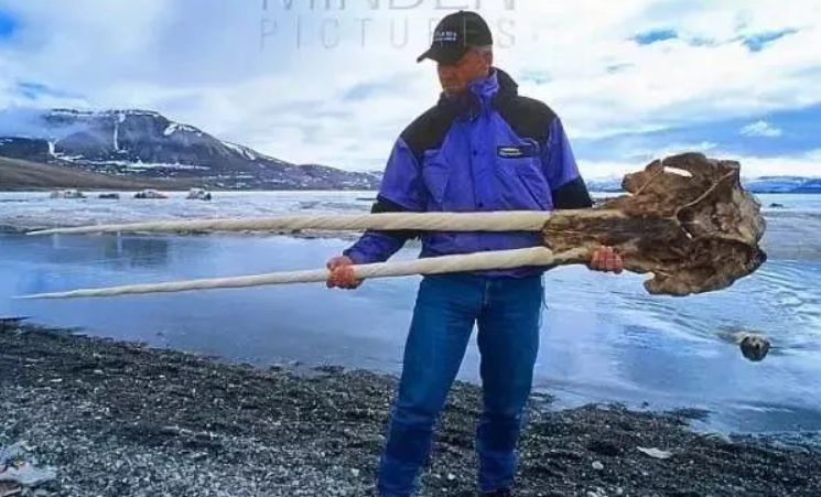 独角鲸的角为何千金难求英国女王不惜花费巨资购买欧洲皇室不惜倾家荡