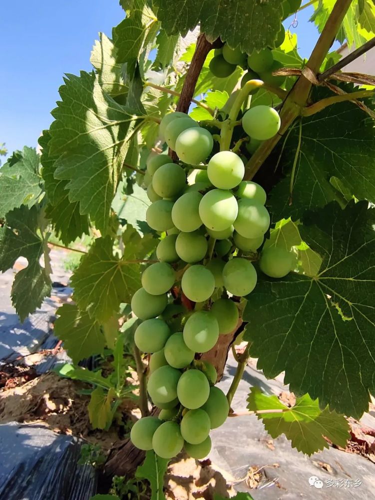 近日,随着桃子,香瓜等部分时令水果的陆续成熟,河滩镇经济林果示范