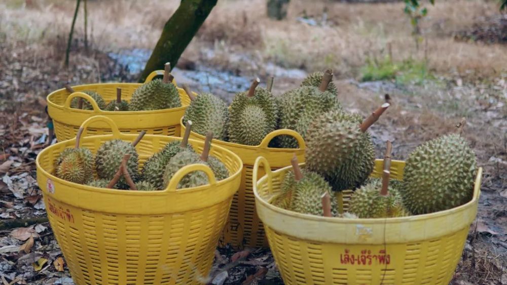 这才是真正的榴莲自由!疫情期间逛泰国榴莲园,现摘现吃停不了嘴_腾讯