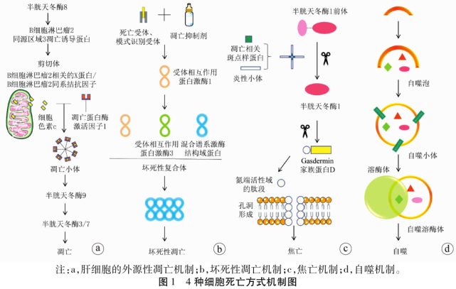 铁代谢图解析图片