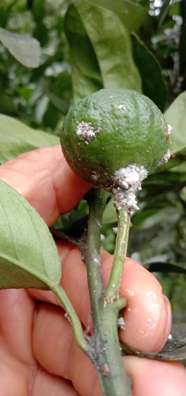 柑橘上的蚧壳虫要重视小虫子大危害