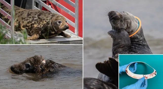 塑料对海洋生物有多可怕?海豹被圆环卡住两年险些丧命