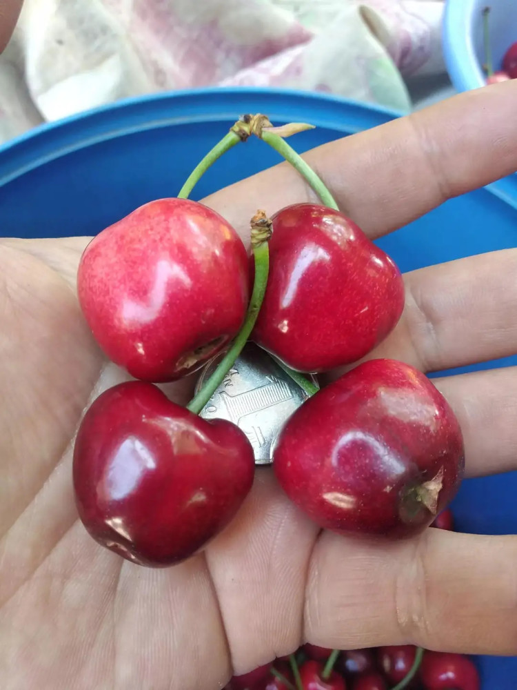 97年从乌克兰引进20多年没人愿种如今却成市场上最贵的大樱桃