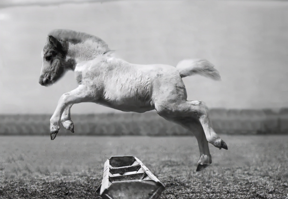 于谦晒小马跳槽图,郭德纲与相声皇后再难同台?