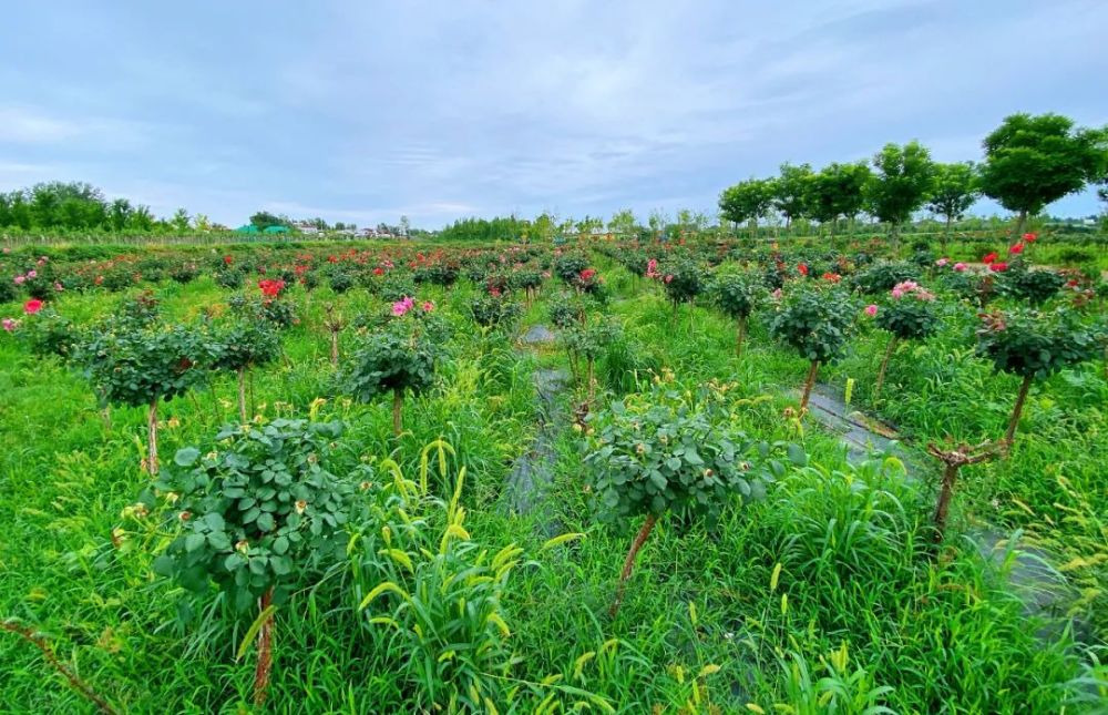 新郑这个地方藏着一片"花海",你去打卡了吗?