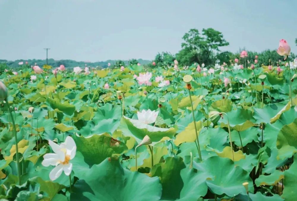 中涉湖万亩荷花塘餐饮推荐 鑫生农庄(13886061191可摘莲蓬,荷清水乡