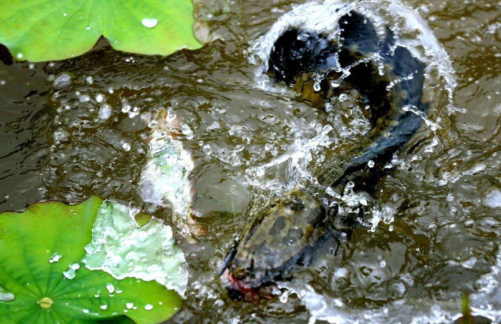 路亚打黑,黑鱼只追饵,不咬钩该咋办