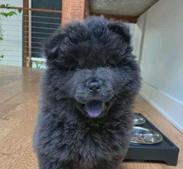 男子养了一只"黑熊",被邻居多次举报,狗狗:熊说的是我吗?