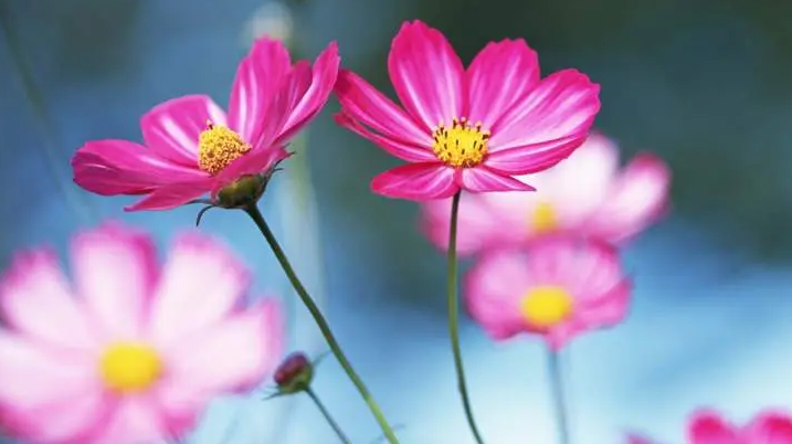 7月下旬期间,前缘苏醒,爱情开花,和前任重新开始的4大星座