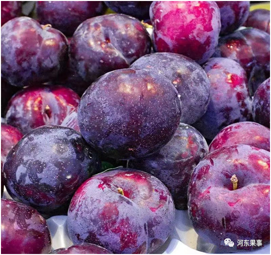 黑布林一个让果农坑掉的李子品种