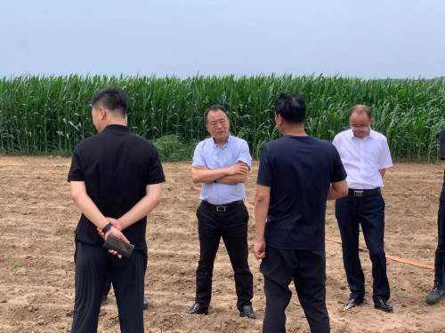 市委书记李彦君到晓南镇调研芦笋产业种植情况